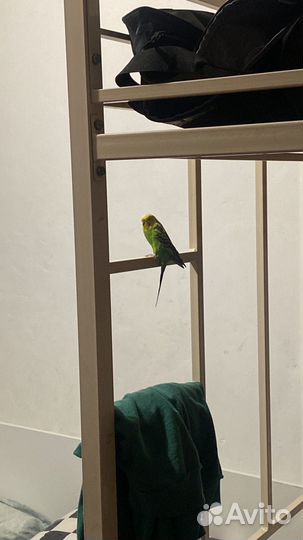 Волнистый попугай