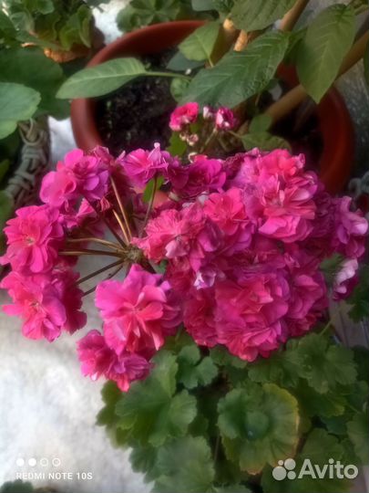 Пеларгония герань сортовая