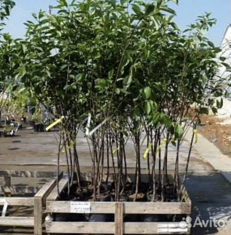 Вишня черешня дюк