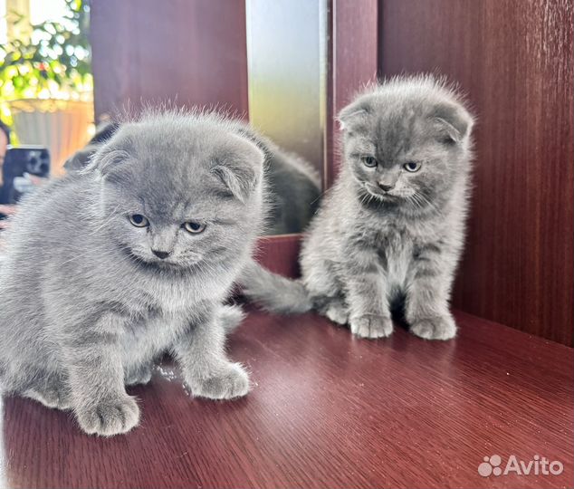 Вислоухие котята