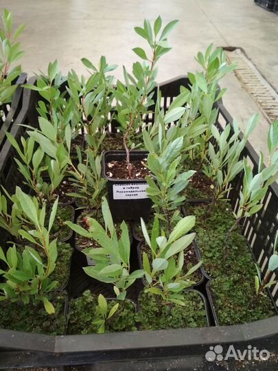 Сливово вишневый гибрид