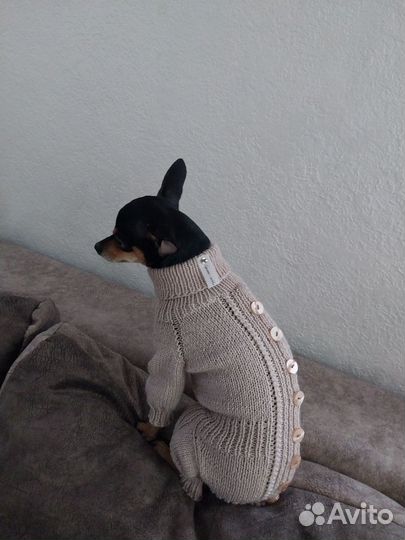 Одежда для животных