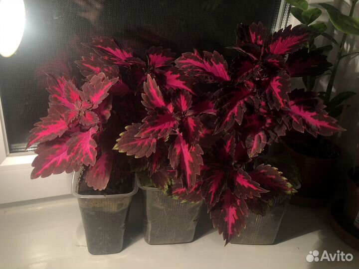 Рассада колеуса