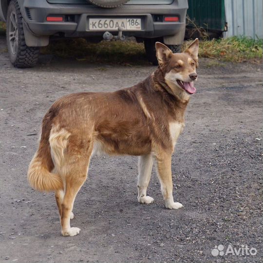 Нюша ищет дом