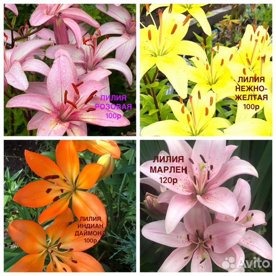 Многолетние растения, шиловидные флоксы, Бруннера