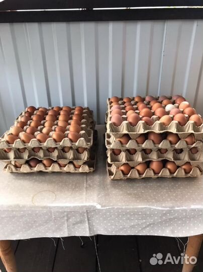 Домашние куриные яйца