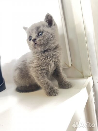 Британские котята