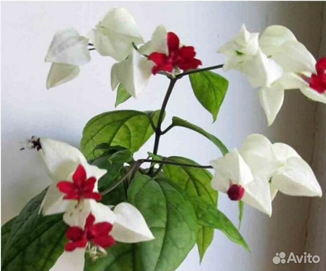 Клеродендрум (черенок)