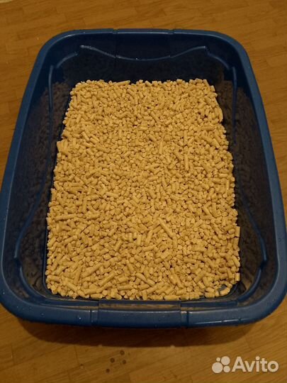 Отдам кота в добрые руки бесплатно