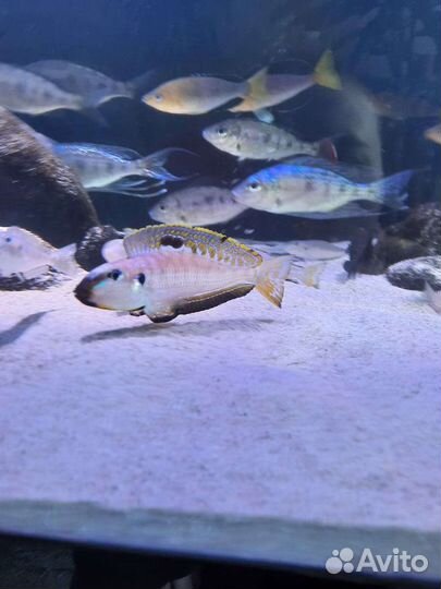 Танганьика