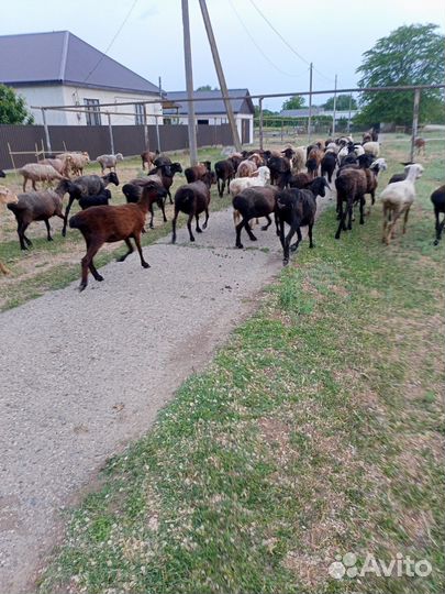 Овцематки кол. 100 гол,бараны произв. в кол.10 гол