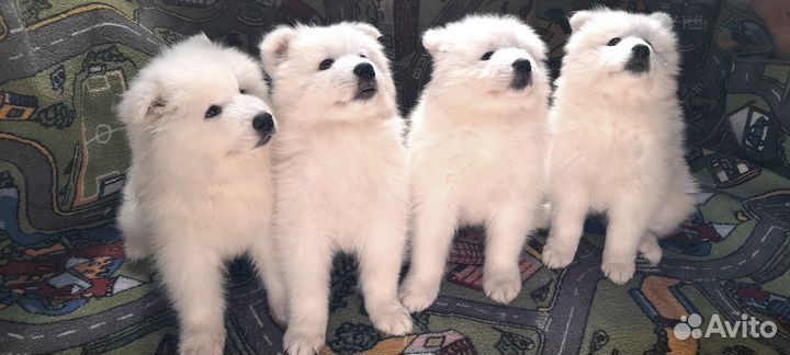 Продам щенки самоедской собаки