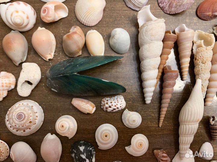 Морские ракушки раковины много разные
