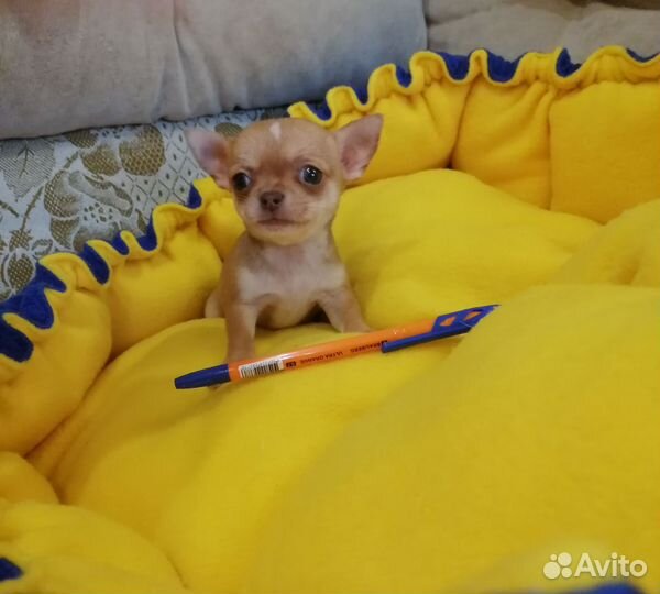 Щенки чихуахуа