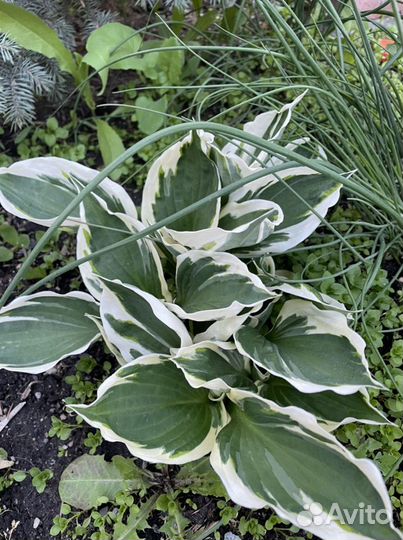 Хоста и бадан краснолистный