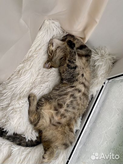 Котенок в добрые руки