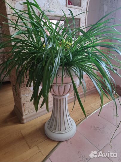 Хлорофитум