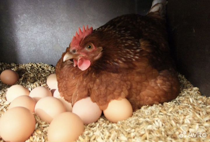 Яйца домашние утинные куринные
