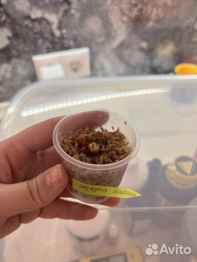 Алоказия Одора батик вариегатная