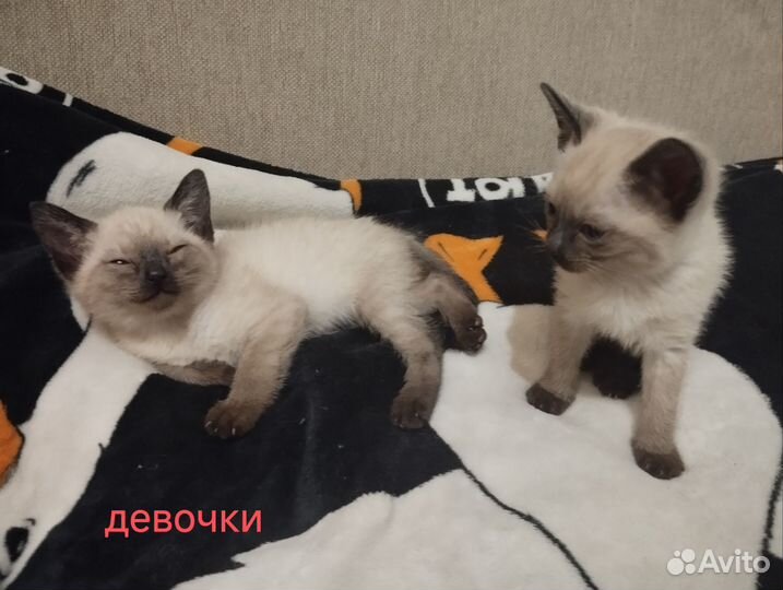 Тайские котята