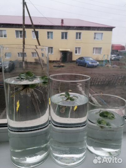 Водный гиацинт прудовое растение. Эйхорния