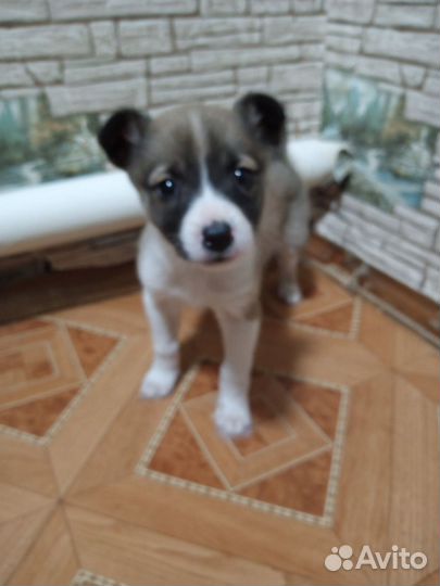 Собаки бесплатно в добрые руки щенки