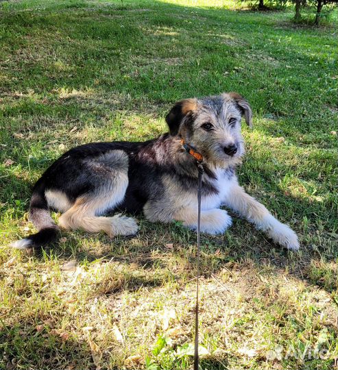 Щенок в добрые руки бесплатно