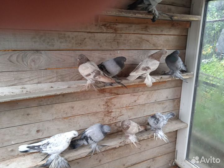Продажа голубей