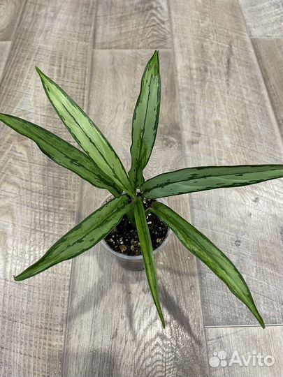 Аглаонема, филодендрон