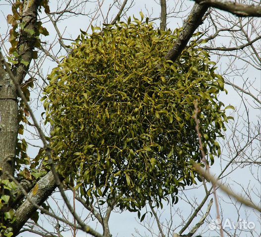 Софора Японская - Омела Белая