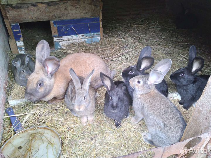 Кролики молодняк