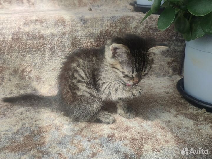 Котёнок 2 месяца
