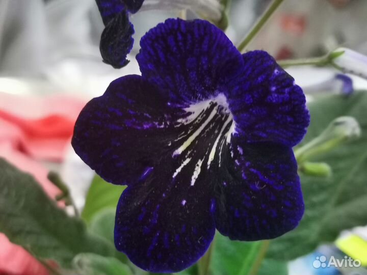 Стрептокарпусы, только распустились