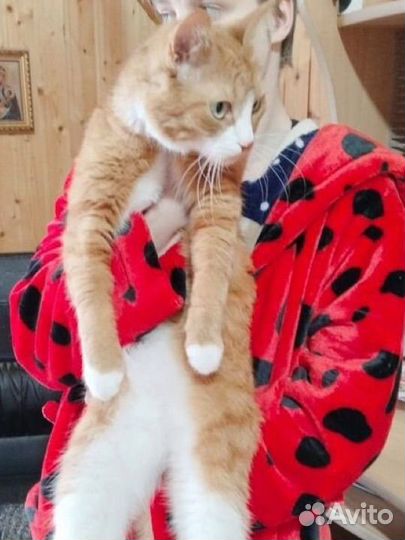 Котик в беде