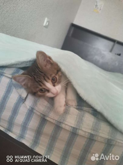 Кошка в дар
