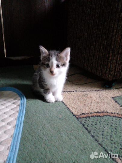 Отдам бесплатно котят)