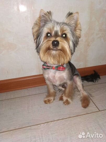 Йоркширский терьер