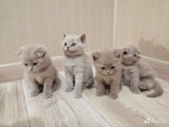 Шотландские котята