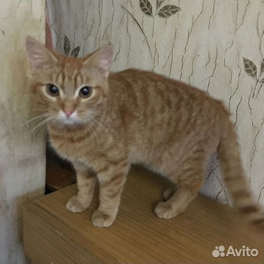 Алиса ищет дом