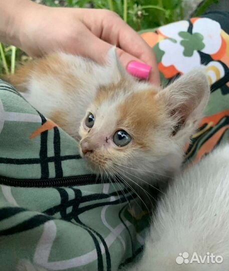 Рыжий котенок