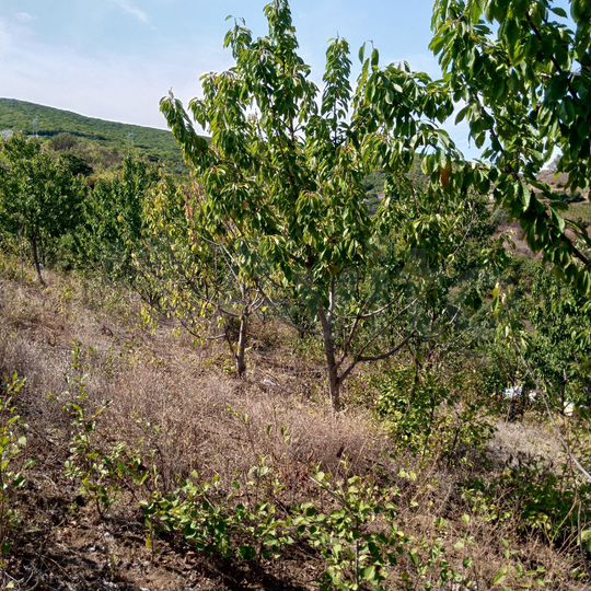 Участок 30 сот. (ИЖС)