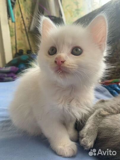 Котёнок белый