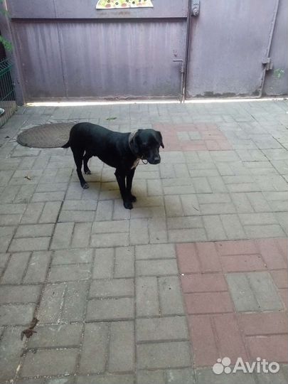 Собака в добрые руки отдам бесплатно