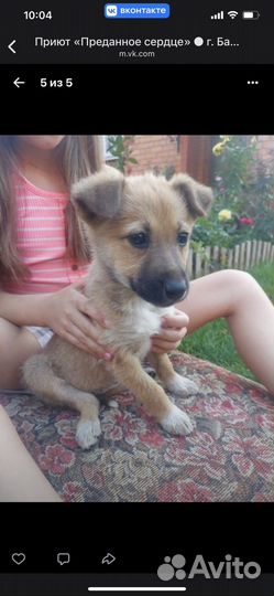 Щенки в дар