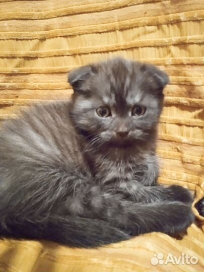 Британские котята