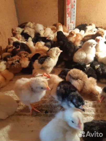 Цыплята