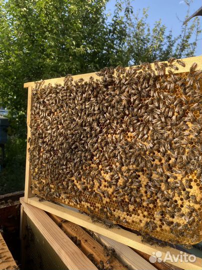 Пчелы и пчелопакеты