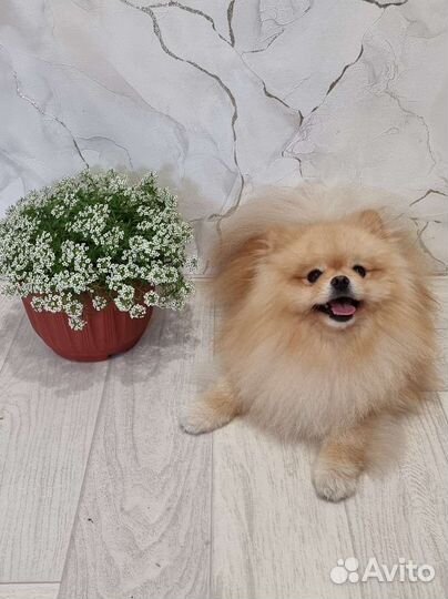 Вязка Померанский той шпиц тип мишка