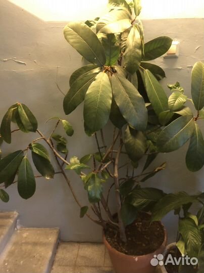 Комнатные растения, большие