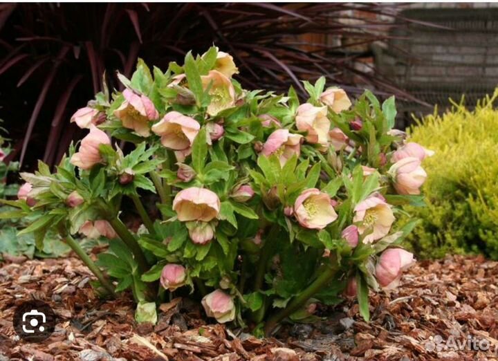 Многолетние цветы